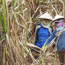 Bộ Công Thương áp dụng khẩn cấp biện pháp chống phá giá đối với đường mía