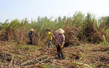 Vì sao điện sinh khối chậm phát triển