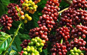 Những cơn mưa ở Brazil trong tuần này có thể gây áp lực lên giá Arabica