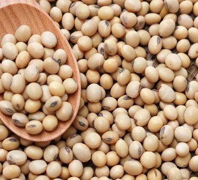 Giá dầu đậu tương giảm mạnh do ảnh hưởng tiêu cực từ dầu thô