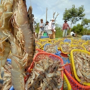 Xuất khẩu thủy sản giảm tốc?