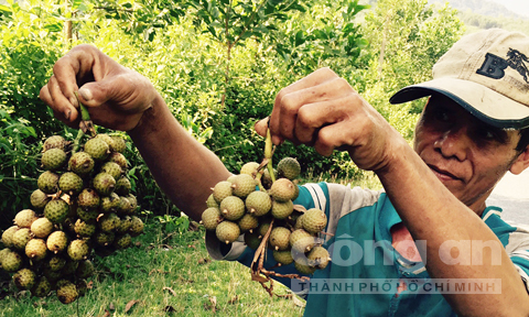 nguoi dan do xo san trai may rung ban sang trung quoc
