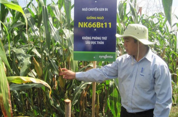 Những hệ lụy khó lường của thực phẩm biến đổi gen