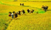 dbscl 4 dia phuong cong bo han man
