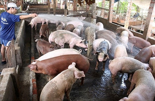 nong dan ngai tham gia bao hiem nong nghiep