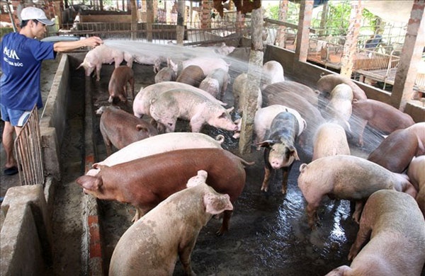 Nông dân "ngại" tham gia bảo hiểm nông nghiệp