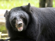 Vinpearl Safari hồi sinh thần kỳ cho gấu ngựa