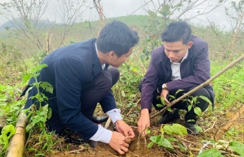 "Vua ba kích" xứ  Quảng