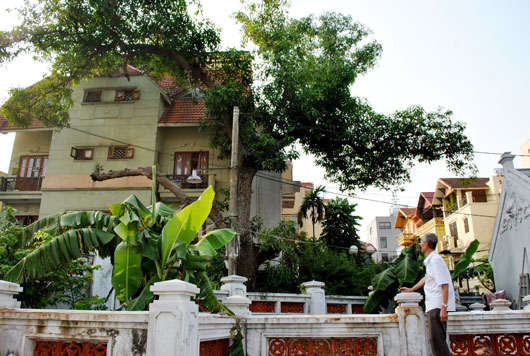 Làm sao cứu cây di sản?