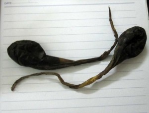 Biến mật chó, mật lợn thành 'thần dược chữa ung thư'