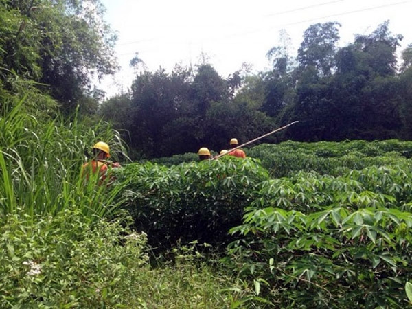 hoa vang tren xu nau