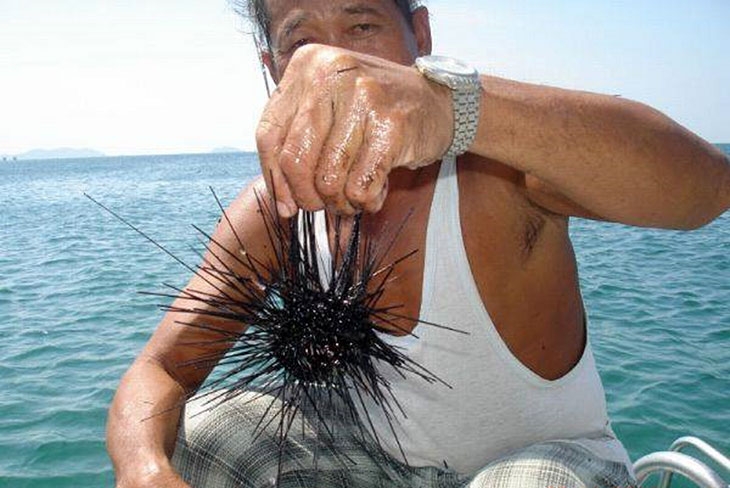 Săn nhum biển ven gành đá
