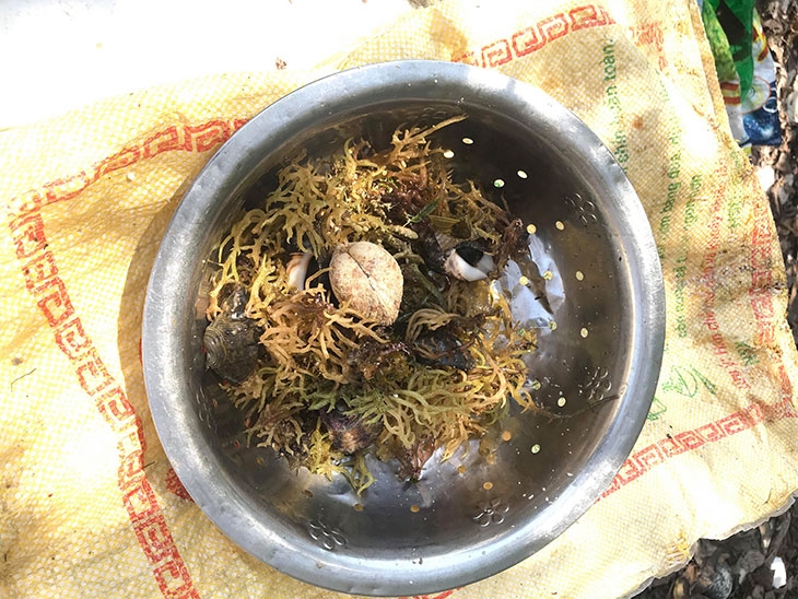 Săn nhum biển ven gành đá