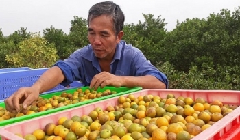 Hy vọng mới về dược liệu sạch?