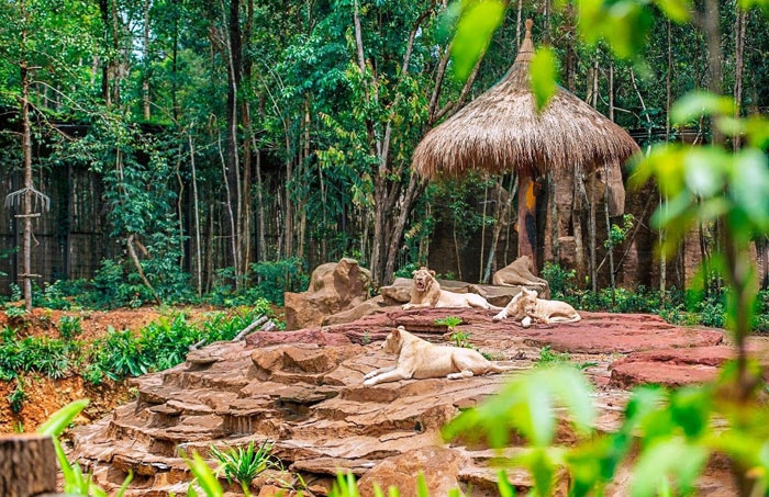 VinPearl Safari đăng cai tổ chức hội nghị bảo tồn và phúc trạng động vật lớn nhất Đông Nam Á vinpearl safari dang cai to chuc hoi nghi bao ton va phuc trang dong vat lon nhat dong nam a