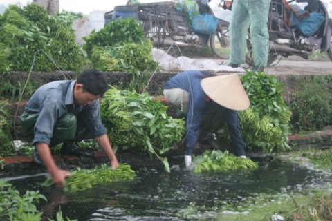 rau bẩn, ăn sạch, uống sạch