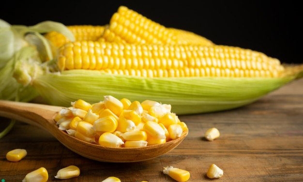 USDA: Cập nhật dự báo sản lượng ngô tại một số quốc gia