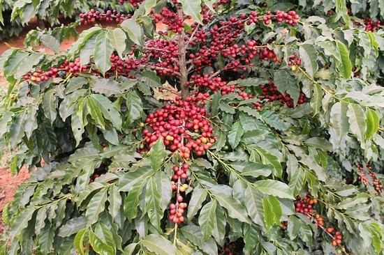 Triển vọng tiêu thụ thiếu khả quan vẫn sẽ là yếu tố đè nặng lên giá các mặt hàng cà phê