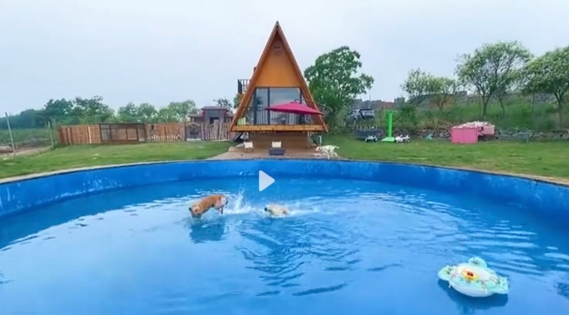 Người đàn ông “chơi lớn” chi hơn 51.000 USD xây biệt thự xa hoa cho chó cưng