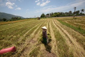 Vào TPP: Nông nghiệp sẽ dễ bị tổn thương