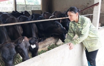 Xây dựng Đề án Thống kê khu vực kinh tế chưa được quan sát