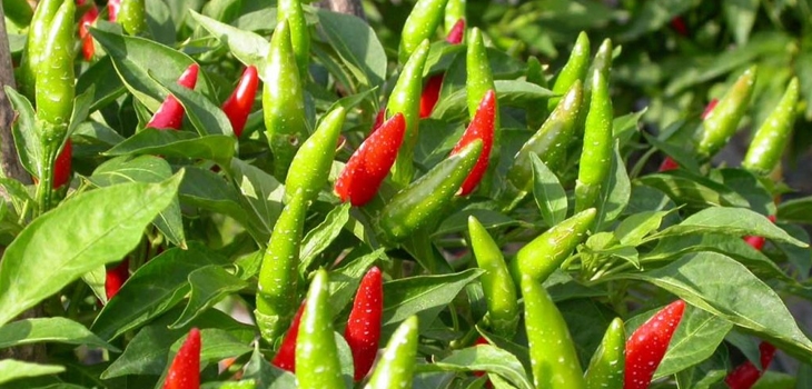 Trung Quốc không cấm nhập khẩu ớt từ Việt Nam