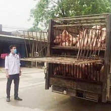 truy to cuu chu tich tap doan cao su viet nam