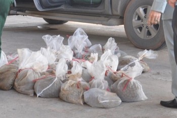 Nổ súng chặn bắt xe chở tê tê lậu