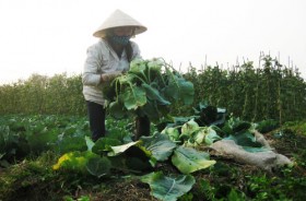 Gần tết, giá rau rẻ như... bèo