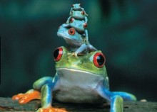 chum anh cay biet bay da tro thanh hien thuc