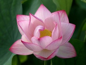 Biểu quyết của đám đông có làm nên đặc trưng văn hóa?!
