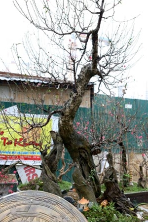 nhung thu choi dot tien ngay tet cua dai gia viet