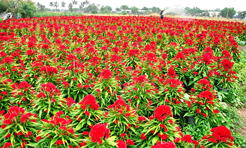 chum anh canh dong hoa tet tuyet dep o ngoai o sai gon