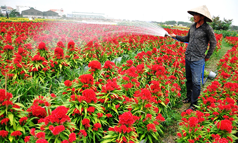 chum anh canh dong hoa tet tuyet dep o ngoai o sai gon