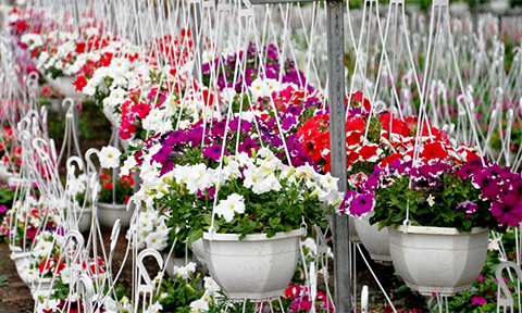 chum anh canh dong hoa tet tuyet dep o ngoai o sai gon