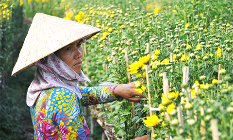 chum anh canh dong hoa tet tuyet dep o ngoai o sai gon