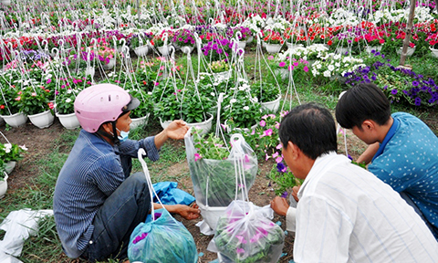 chum anh canh dong hoa tet tuyet dep o ngoai o sai gon