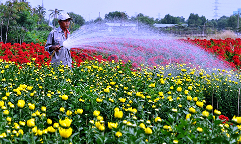 chum anh canh dong hoa tet tuyet dep o ngoai o sai gon