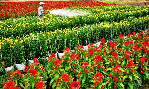 chum anh canh dong hoa tet tuyet dep o ngoai o sai gon