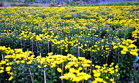 chum anh canh dong hoa tet tuyet dep o ngoai o sai gon