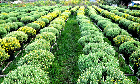 chum anh canh dong hoa tet tuyet dep o ngoai o sai gon