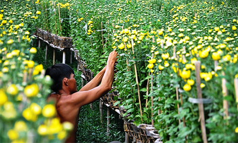 chum anh canh dong hoa tet tuyet dep o ngoai o sai gon
