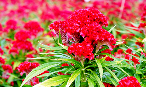 chum anh canh dong hoa tet tuyet dep o ngoai o sai gon