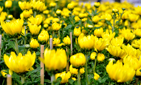 chum anh canh dong hoa tet tuyet dep o ngoai o sai gon