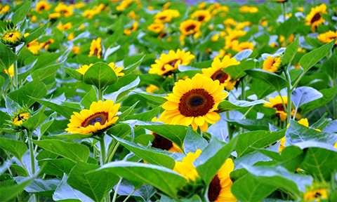 chum anh canh dong hoa tet tuyet dep o ngoai o sai gon