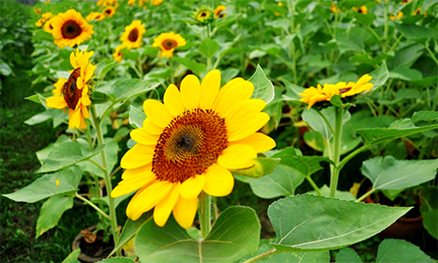 chum anh canh dong hoa tet tuyet dep o ngoai o sai gon