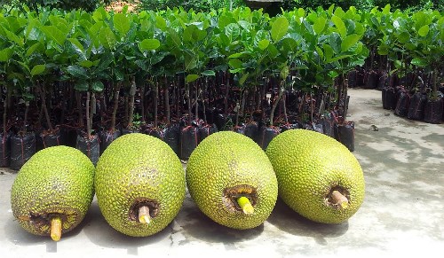 nhung nong san tang gia dot bien vi trung quoc thu gom