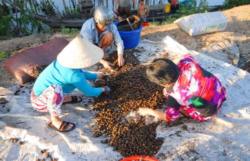 Thương lái Trung Quốc mua nông sản lạ đời: Họ mua làm gì nhỉ???