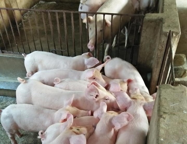 gia thit lon tang cao co hoi binh on nganh chan nuoi