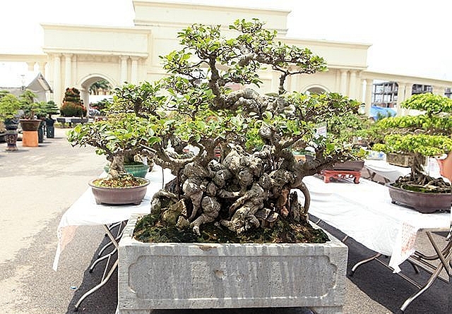 kiet tac si hoa thach gia hon 10 cay vang vay ca mien tay dat hang gia cao khong tuong